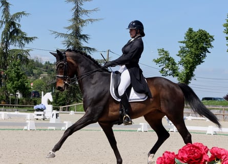 KWPN, Gelding, 14 years, 17 hh, Bay-Dark