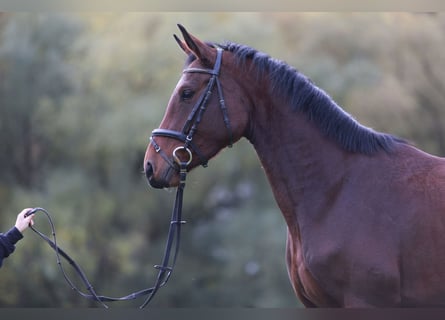 KWPN, Gelding, 14 years, 17 hh, Brown