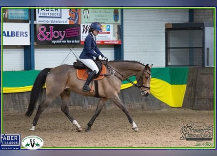 KWPN, Gelding, 15 years, 16.2 hh, Brown