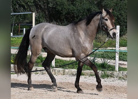 KWPN Mix, Gelding, 15 years, 16,2 hh, Dun