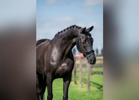 KWPN, Gelding, 15 years, 16,2 hh, Black