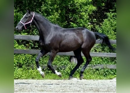 KWPN, Gelding, 15 years, 17 hh, Black