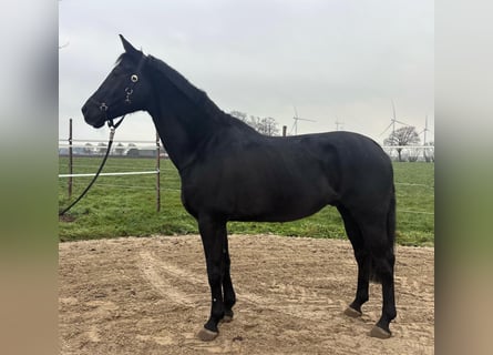 KWPN, Gelding, 17 years, 16,2 hh, Black