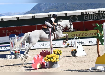 KWPN, Gelding, 18 years, 16 hh, Grey
