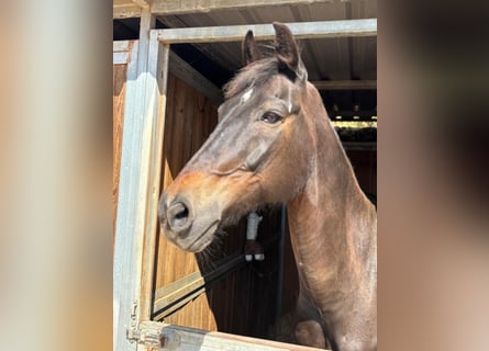 KWPN, Gelding, 19 years, 16.1 hh, Bay-Dark