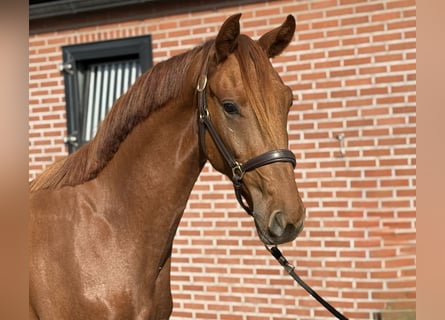 KWPN, Gelding, 2 years, 15.2 hh, Chestnut