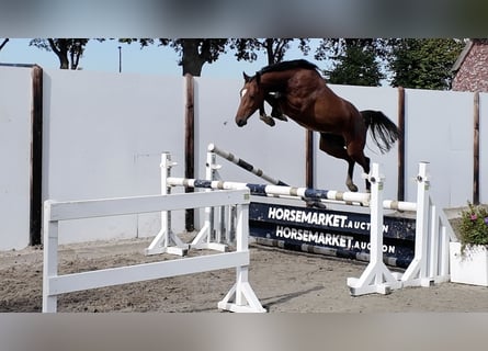KWPN, Gelding, 3 years, 15.1 hh, Bay
