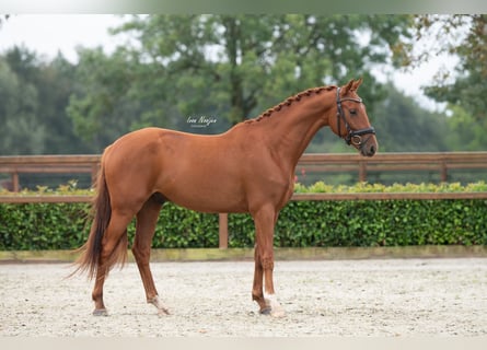 KWPN, Wallach, 3 Jahre, 15,1 hh, Fuchs