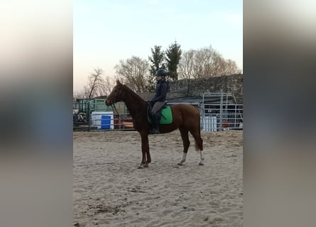 KWPN, Gelding, 3 years, 15.2 hh, Chestnut-Red