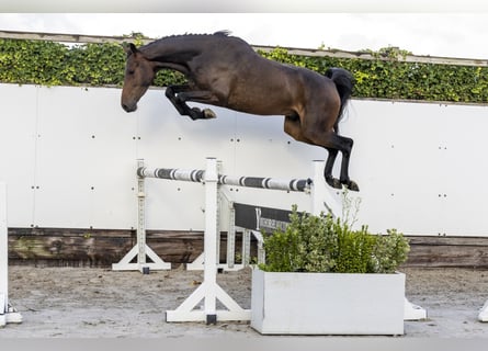 KWPN, Gelding, 3 years, 15,2 hh, Bay-Dark
