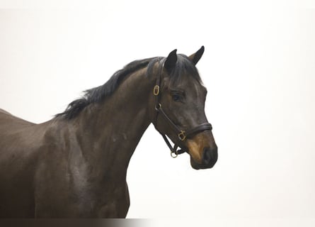 KWPN, Gelding, 3 years, 15,2 hh, Brown