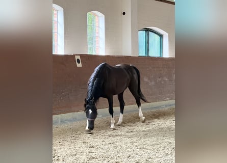 KWPN, Gelding, 3 years, 16.1 hh, Black