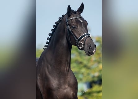 KWPN, Gelding, 3 years, 16,1 hh, Black