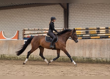 KWPN, Gelding, 3 years, 16.1 hh, Brown