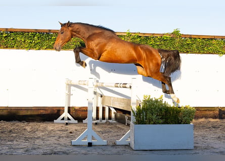 KWPN, Gelding, 3 years, 16.1 hh, Brown