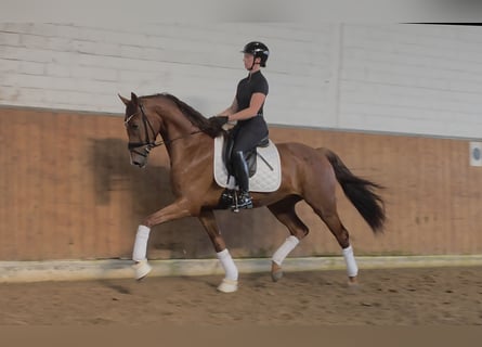 KWPN, Gelding, 3 years, 16.1 hh, Chestnut