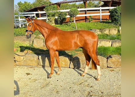 KWPN, Gelding, 3 years, 16.1 hh, Chestnut-Red