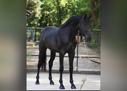 KWPN, Gelding, 3 years, 16.1 hh, Dun