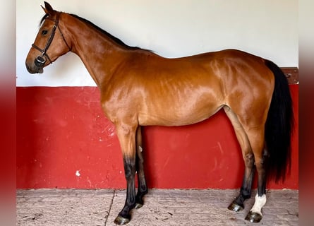 KWPN, Gelding, 3 years, 16.1 hh