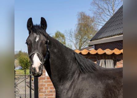 KWPN, Gelding, 3 years, 16,1 hh, Smoky-Black