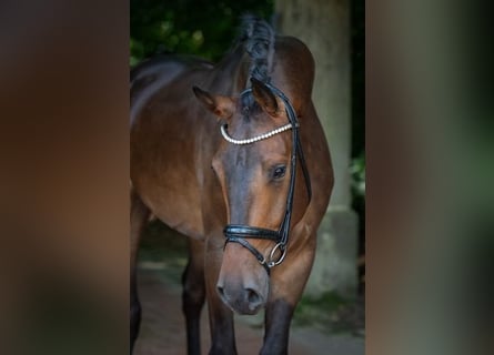 KWPN, Gelding, 3 years, 16.2 hh, Bay-Dark