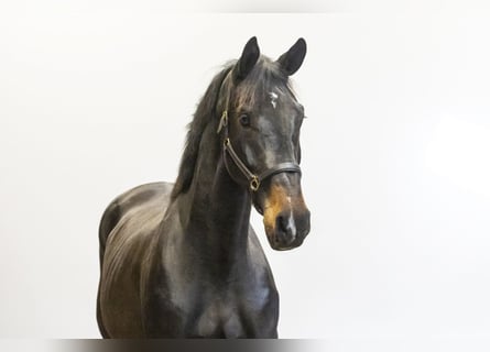 KWPN, Gelding, 3 years, 16,2 hh, Bay-Dark