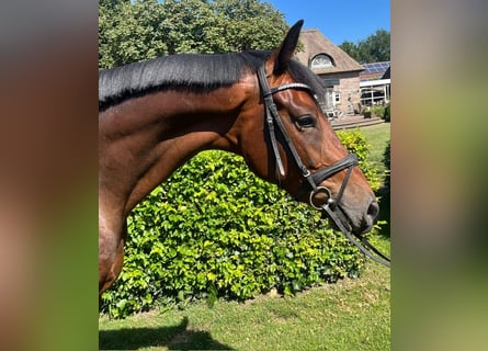 KWPN, Gelding, 3 years, 16,2 hh, Bay