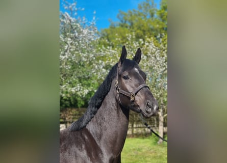 KWPN, Gelding, 3 years, 16.2 hh, Black