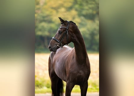 KWPN, Wallach, 3 Jahre, 16,2 hh, Brauner