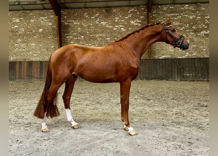 KWPN, Gelding, 3 years, 16,2 hh, Chestnut-Red