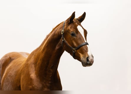 KWPN, Gelding, 3 years, 16,2 hh, Chestnut-Red