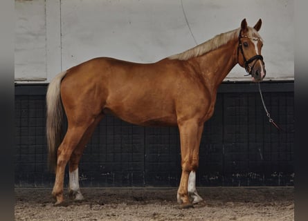 KWPN, Gelding, 3 years, 16.2 hh, Palomino