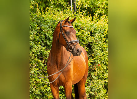 KWPN, Gelding, 3 years, 16 hh, Bay