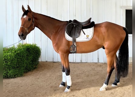 KWPN, Gelding, 3 years, 16 hh, Bay