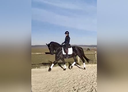 KWPN, Gelding, 3 years, 16 hh, Black