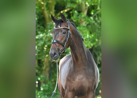 KWPN, Gelding, 3 years, 16 hh, Brown