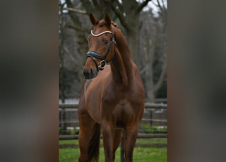 KWPN, Gelding, 3 years, 16 hh, Chestnut