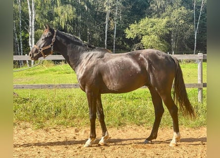 KWPN, Gelding, 3 years, 16 hh
