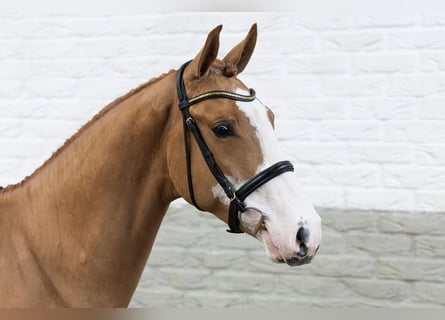 KWPN, Gelding, 3 years, 16 hh
