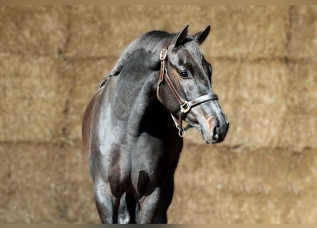 KWPN, Gelding, 3 years, 16 hh, Smoky-Black