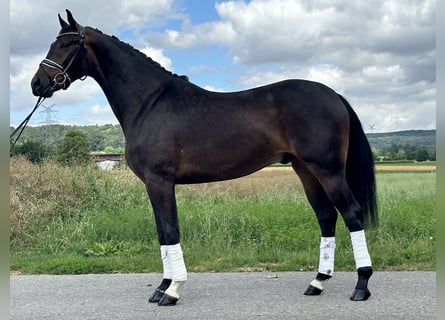 KWPN, Gelding, 3 years, 16,1 hh, Bay-Dark