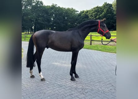 KWPN, Gelding, 3 years, 16,1 hh, Bay-Dark