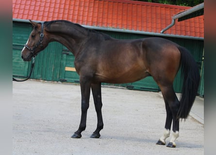 KWPN, Gelding, 3 years, 16,1 hh, Bay-Dark