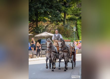 KWPN, Gelding, 3 years, 16,1 hh, Black