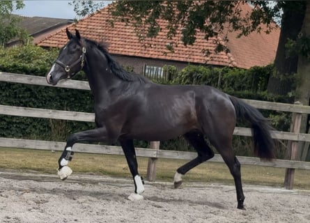 KWPN, Gelding, 3 years, 16,1 hh, Black