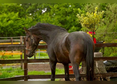KWPN, Gelding, 3 years, 16,1 hh, Brown