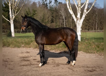 KWPN, Gelding, 3 years, 16,2 hh, Bay-Dark