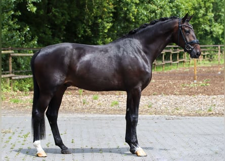 KWPN, Gelding, 3 years, 16,2 hh, Bay-Dark