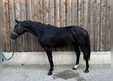 KWPN, Gelding, 3 years, 16,2 hh, Black