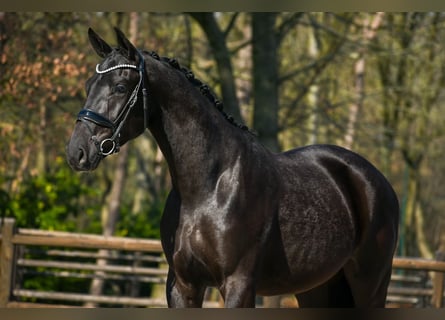 KWPN, Gelding, 3 years, 16,2 hh, Black